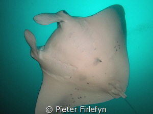 Manta ray by Pieter Firlefyn 